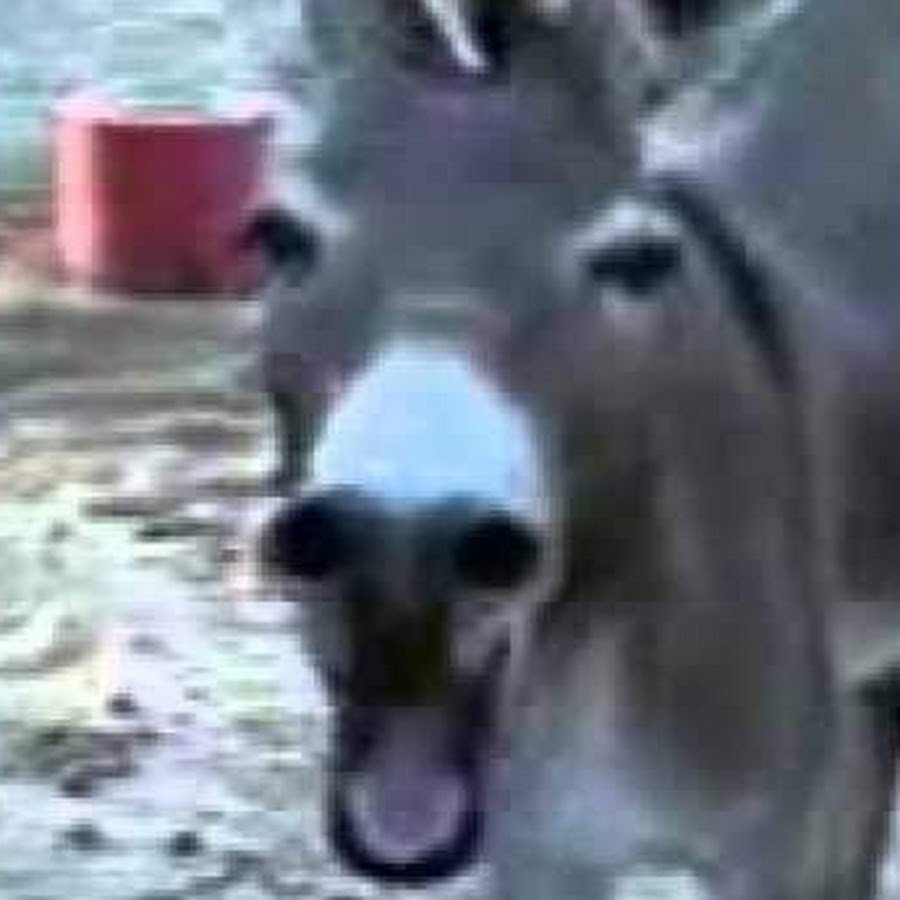 Осёл ржет видос