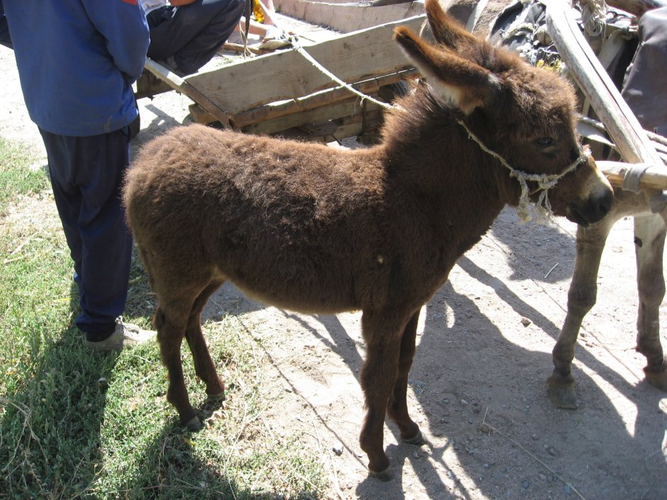 Ишак КАРАБАГЛИНСКИЙ