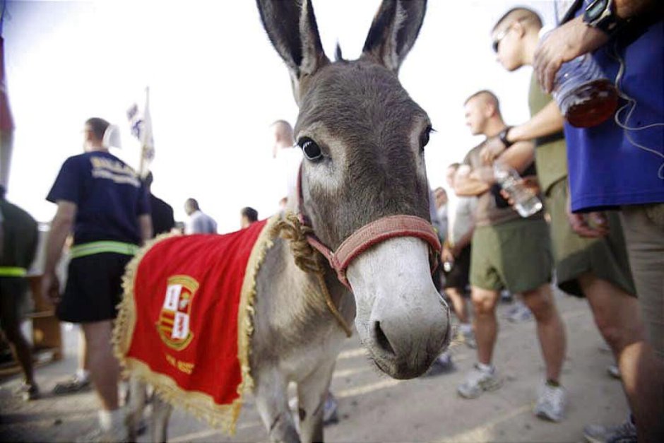 Осел карабахский