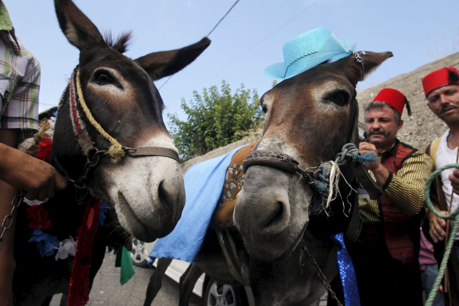 Человек на ослике