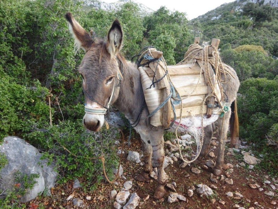 Осел в упряжке