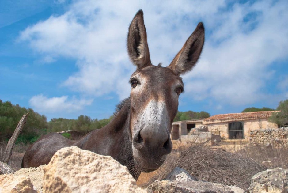 Рыжий ослик