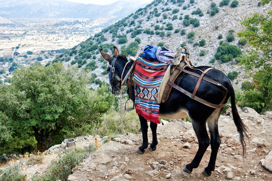 Ишак карабахский фото