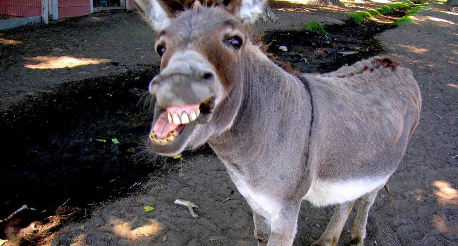 Ишак и осёл