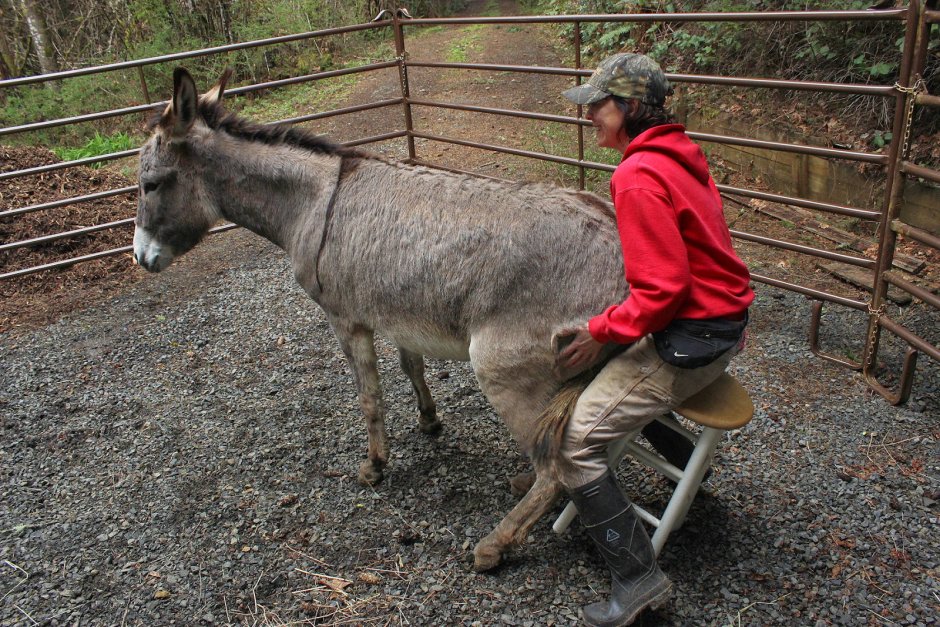 Эшак сикарлар