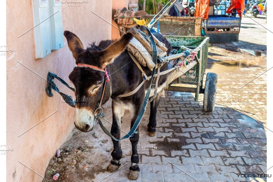 Осел с тележкой