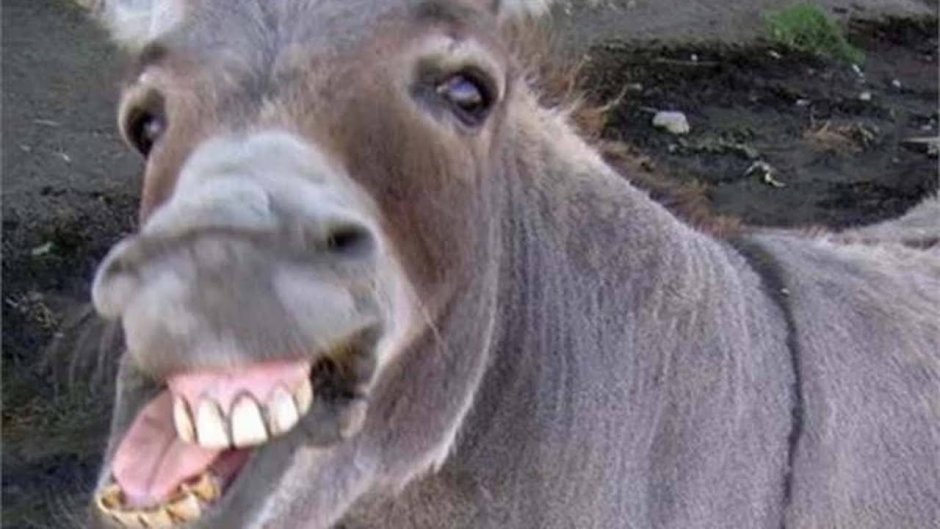 Осел смеется