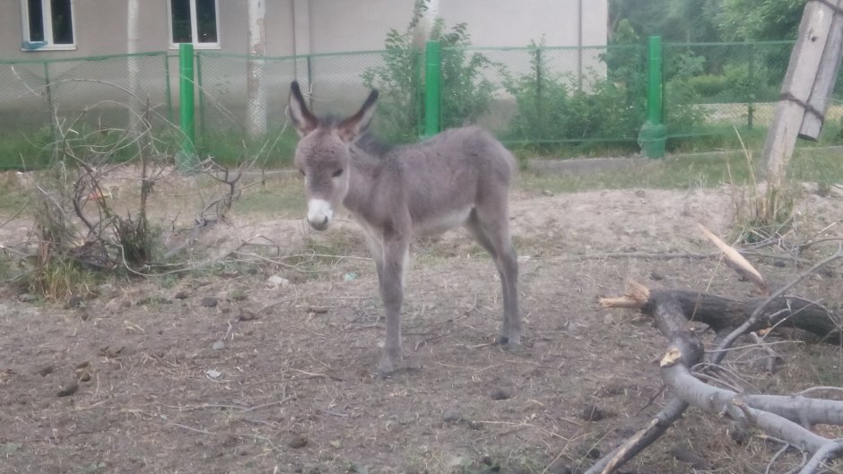 Ишак карабахский