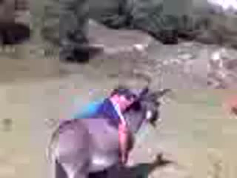 Осел против лошади