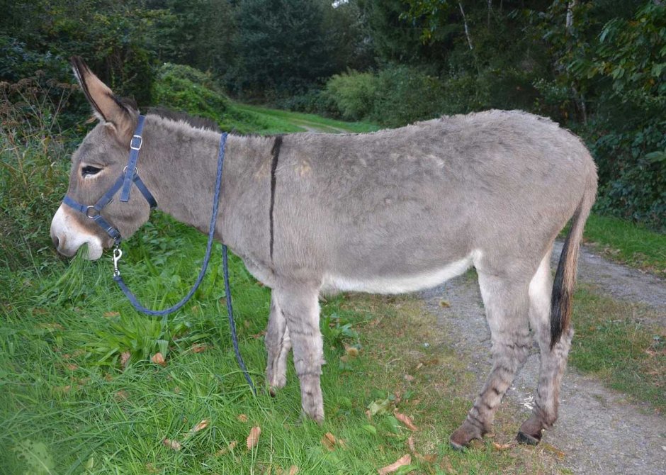 Серый ослик