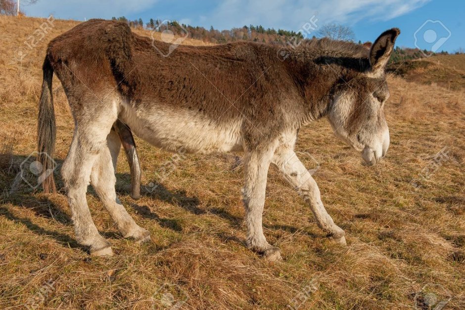 Возбужденный осел