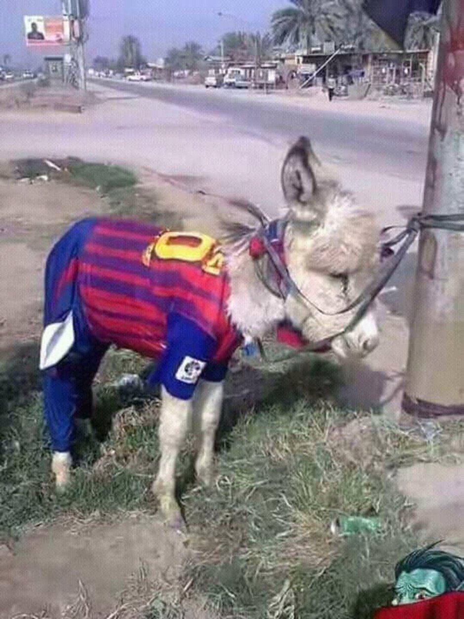 Бешеный ишак