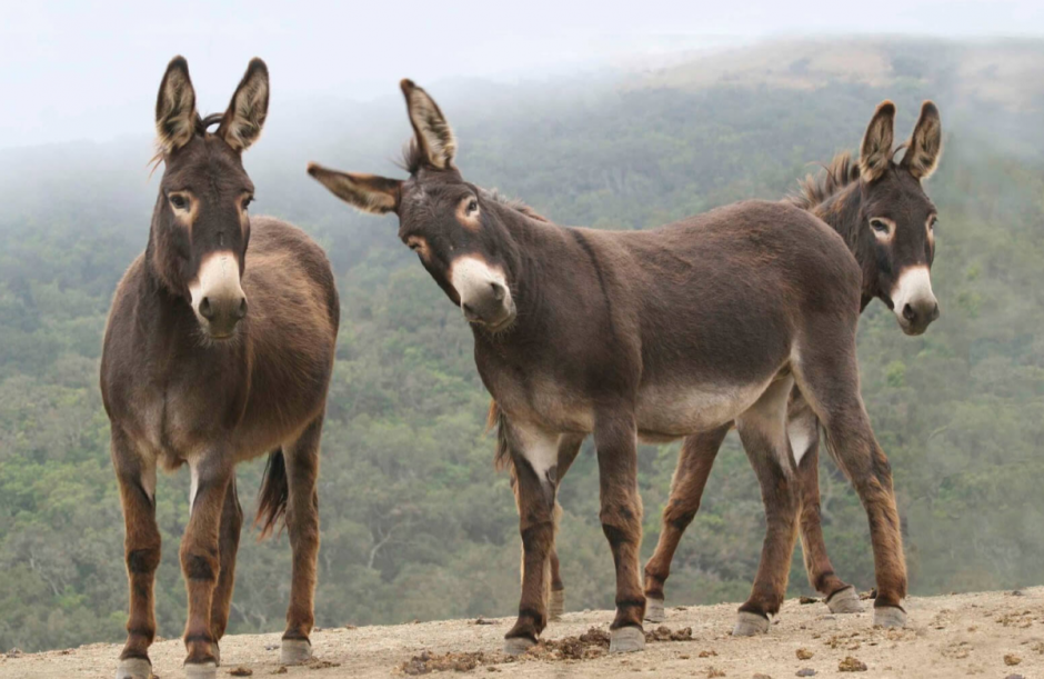 Ишак Бухарский