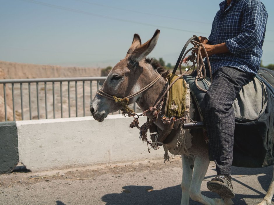 Мужчина на осле
