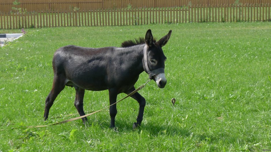 Осел домашний черный