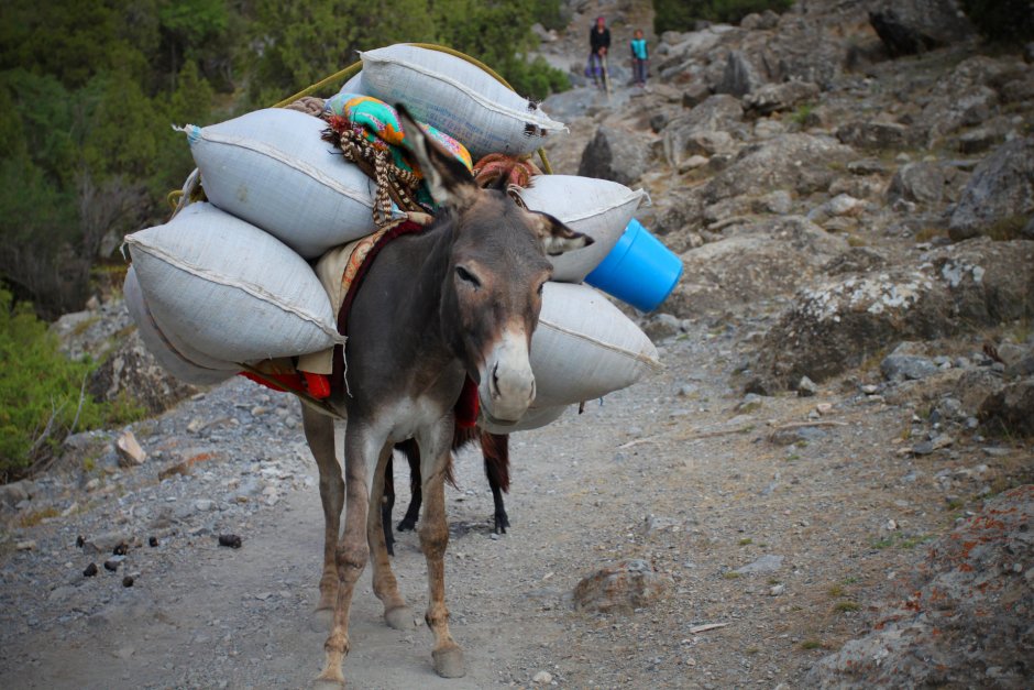 Вьючный ишак