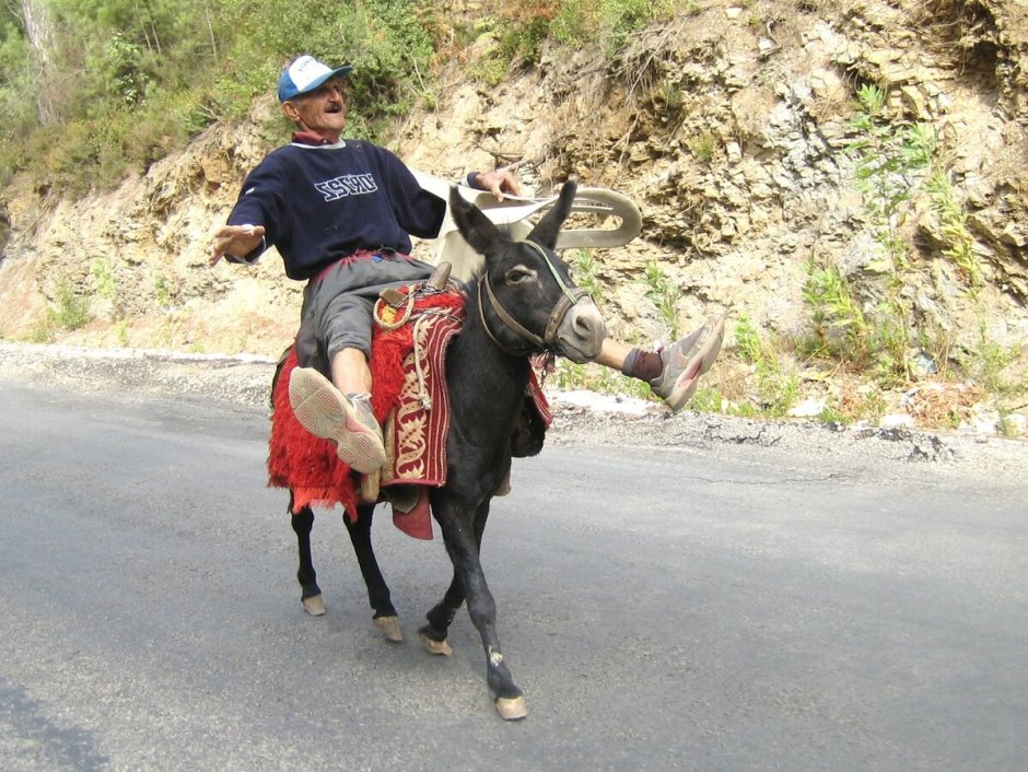 Осел улыбается