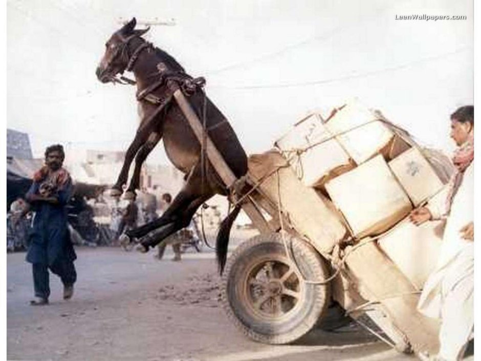 Человек на осле