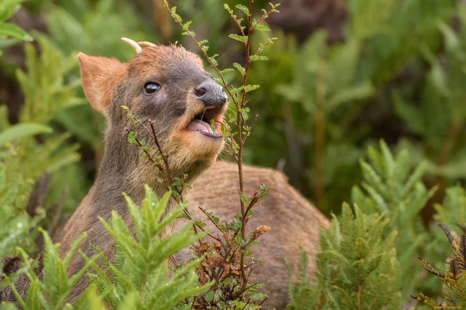 Олени карлики