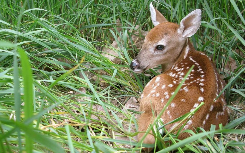 Олень корги пуду