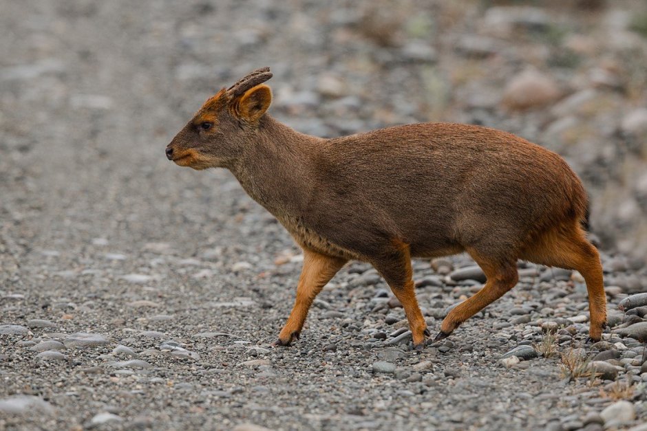 Пуду: самый крошечный олень в мире