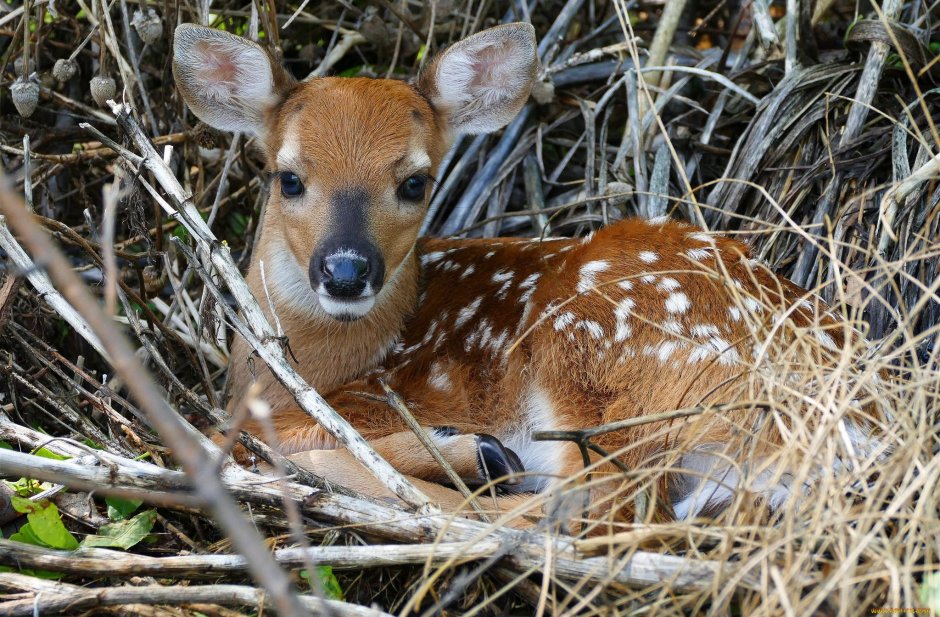 Косуля маленькая
