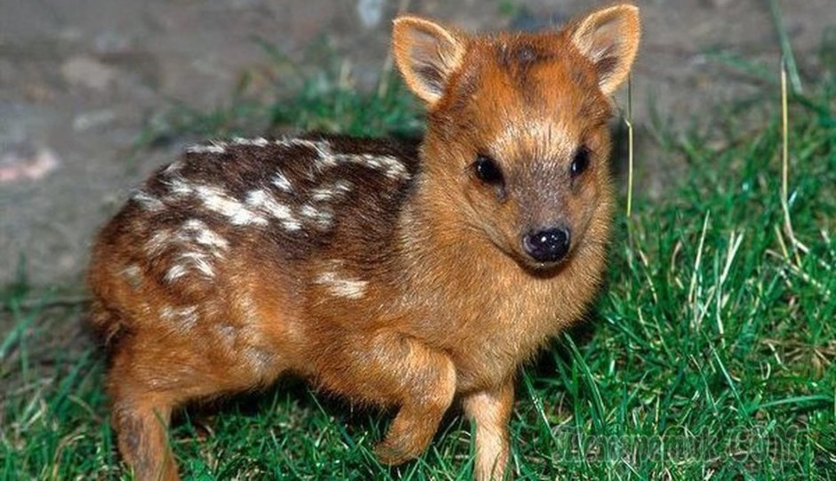 Белохвостый олень пятнистый