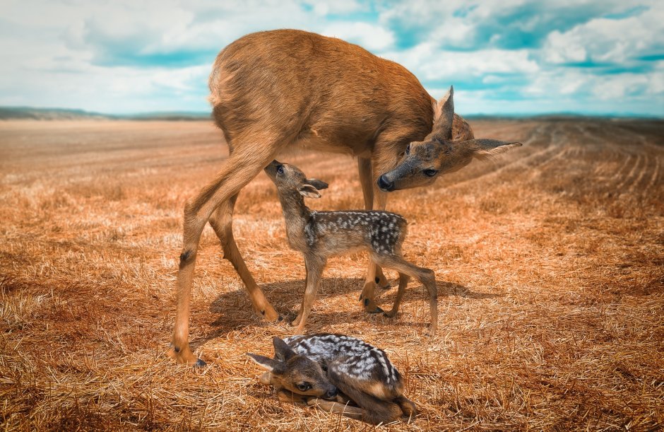 Быстроногая Лань