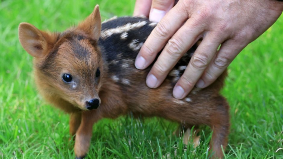 Олень пуду Южный