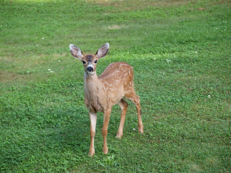 Парнокопытные животные