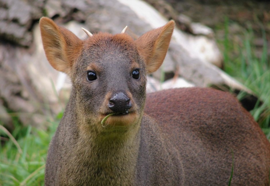 Малый оленёк канчиль
