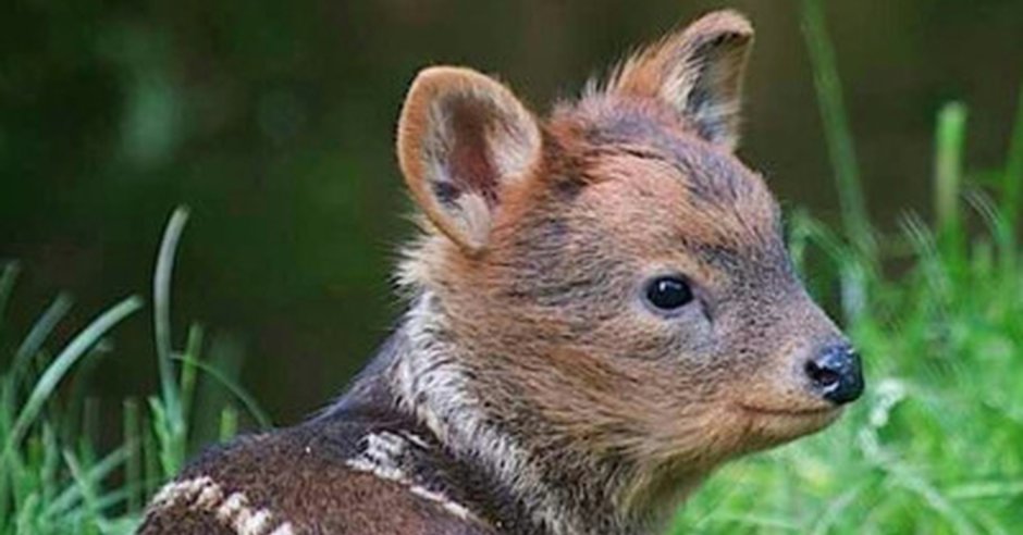 Маленький олень из Чили 4 буквы