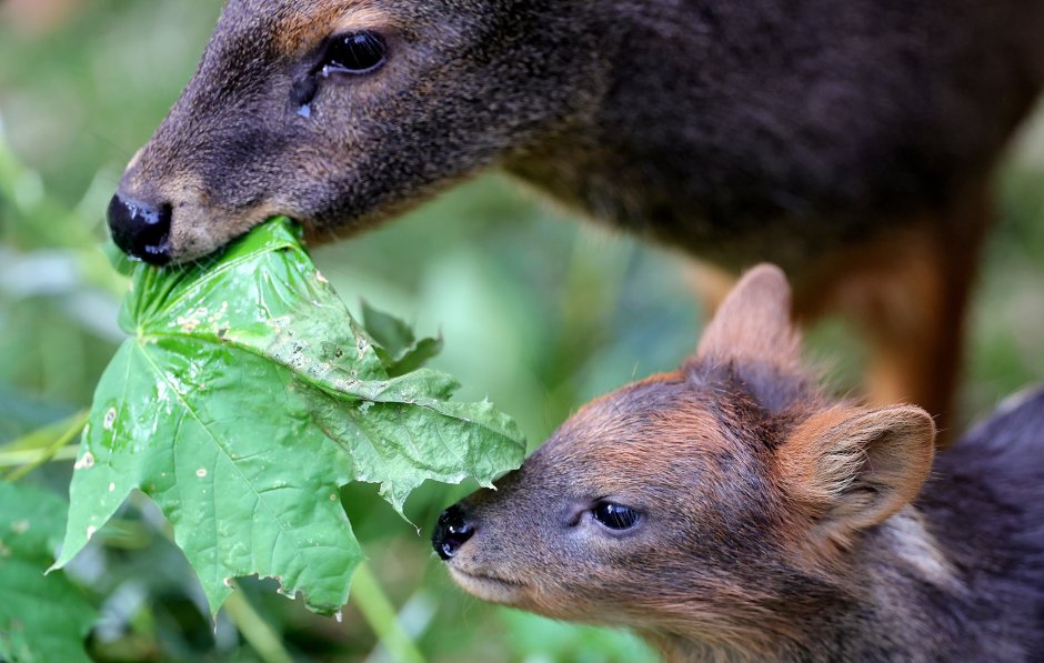 Маленький олень из Чили