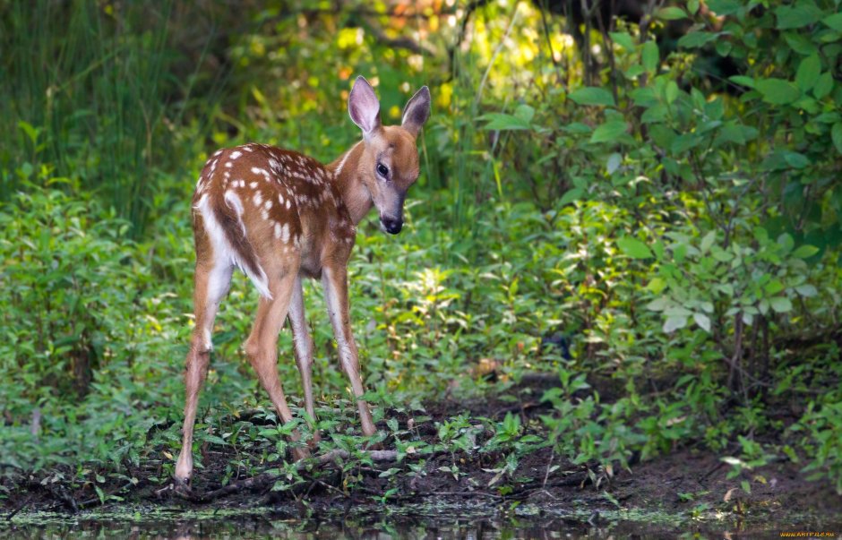 Глаза оленя