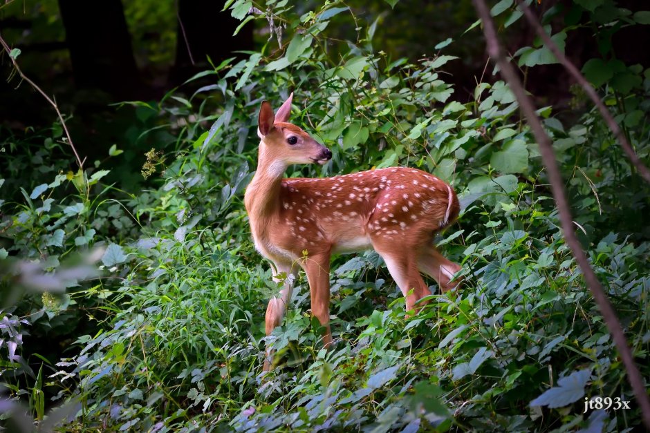Животные Южной Америки олень пуду