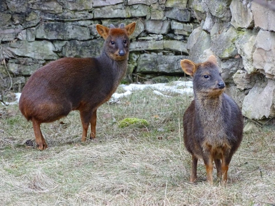 Олень пуду Южная Америка