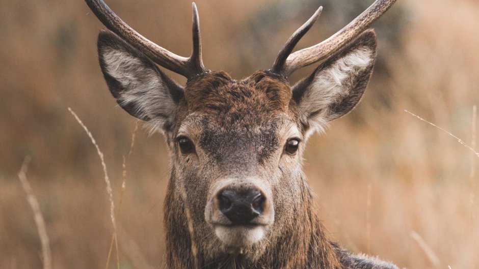 Олененок лежит в траве