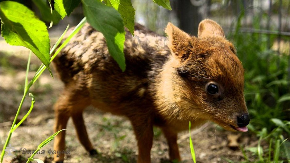 Пятнистый олень малыш