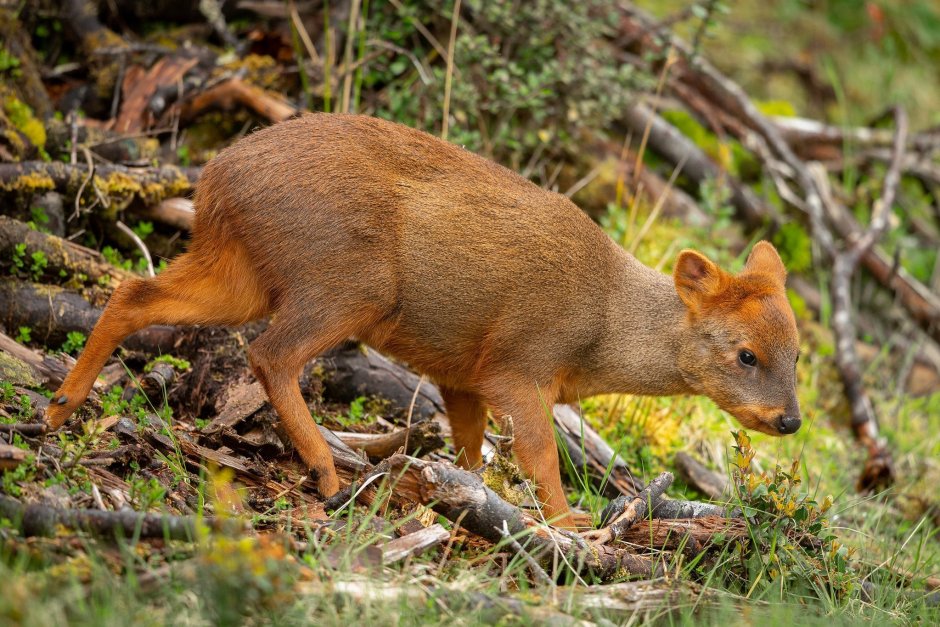 Европейская косуля детёныш
