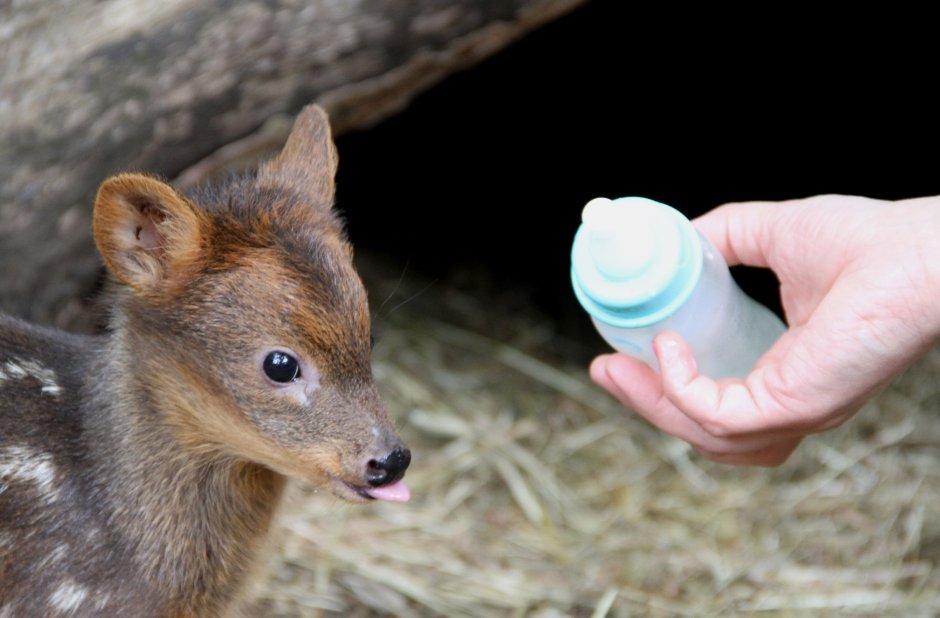 Семья оленей