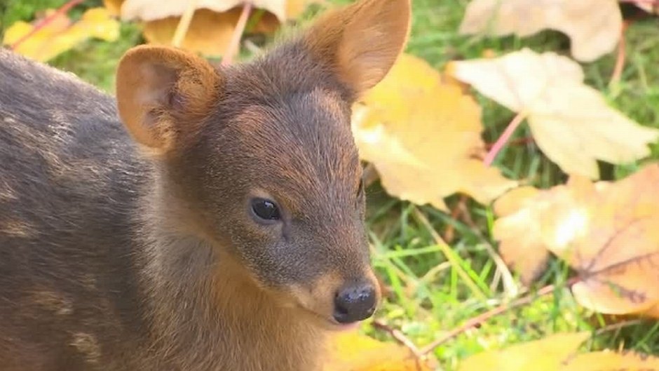 Пуду животное