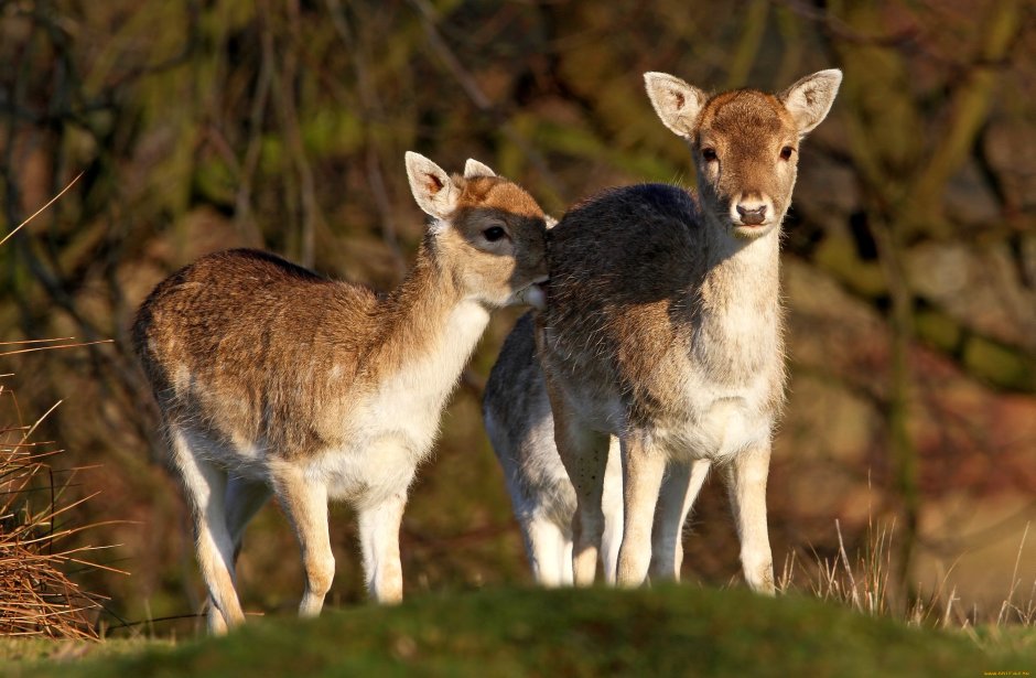 Олениха вельвет