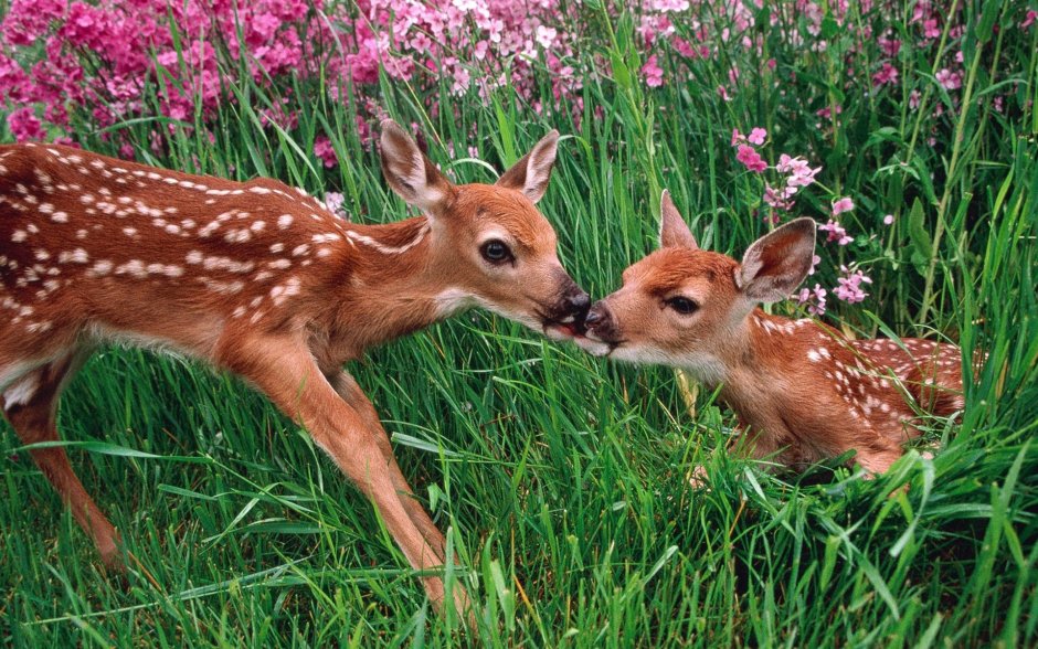 Пятнистый Олененок сидит