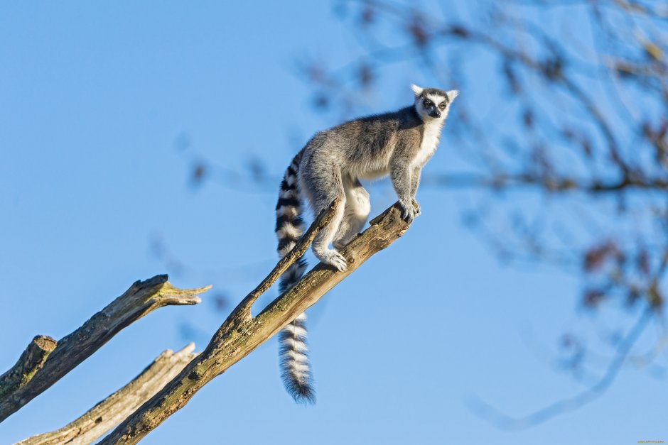 Кошачий лемур ареал