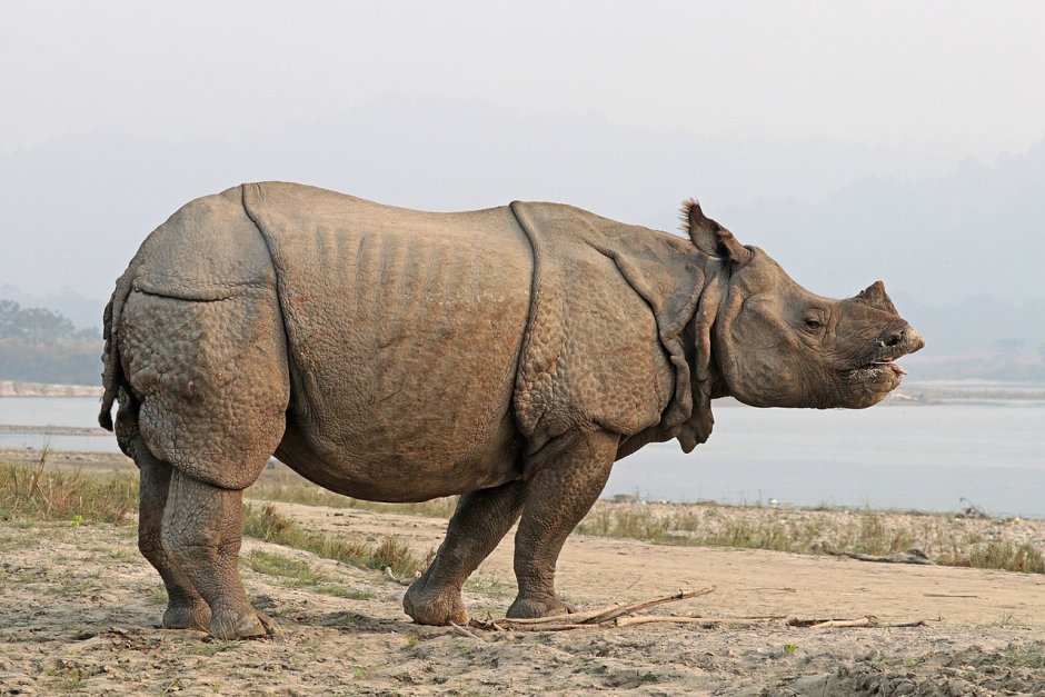 Индийский носорог (Rhinoceros unicornis)