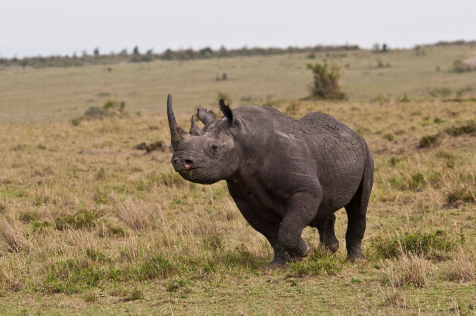 Чёрный носорог Diceros bicornis