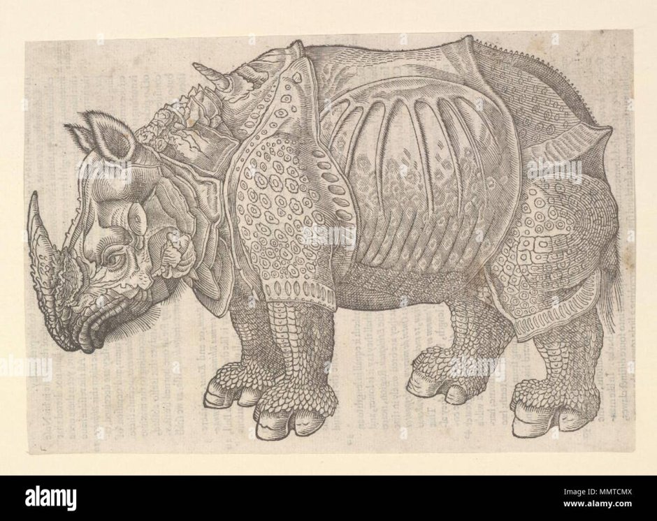 Albrecht Durer носорог