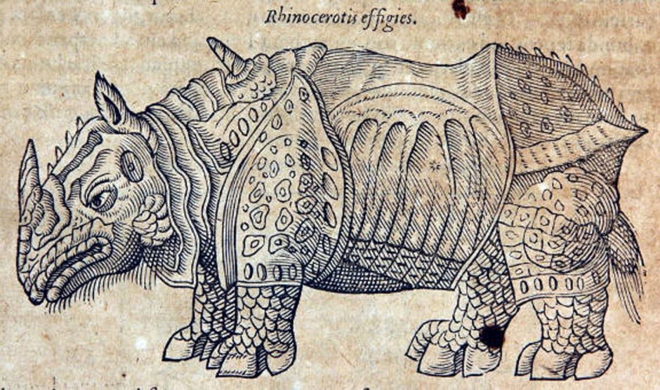Rhinoceros гравюра