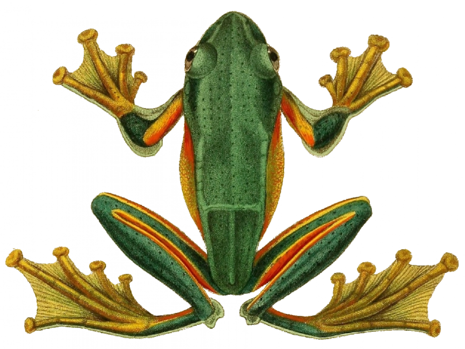 Rhacophorus reinwardtii