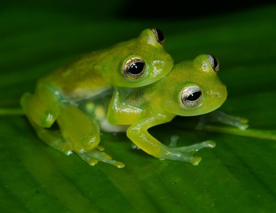 Стеклянная лягушка (Glass Frog)